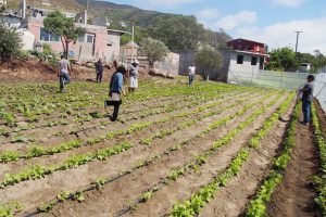 Community Garden sprouts