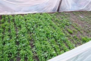 Community Garden sprouts