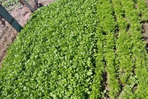 Community Garden sprouts