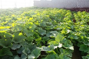 Community Garden plants