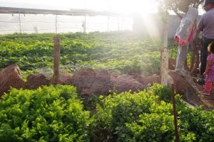 Community Garden plants