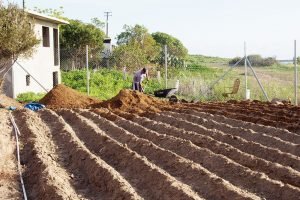 Community Garden rows