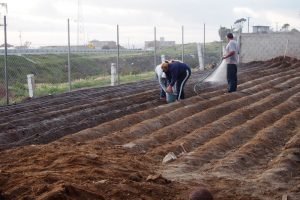 Community Garden rows