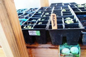 Community Garden sprouts