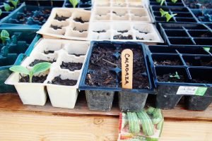 Community Garden sprouts